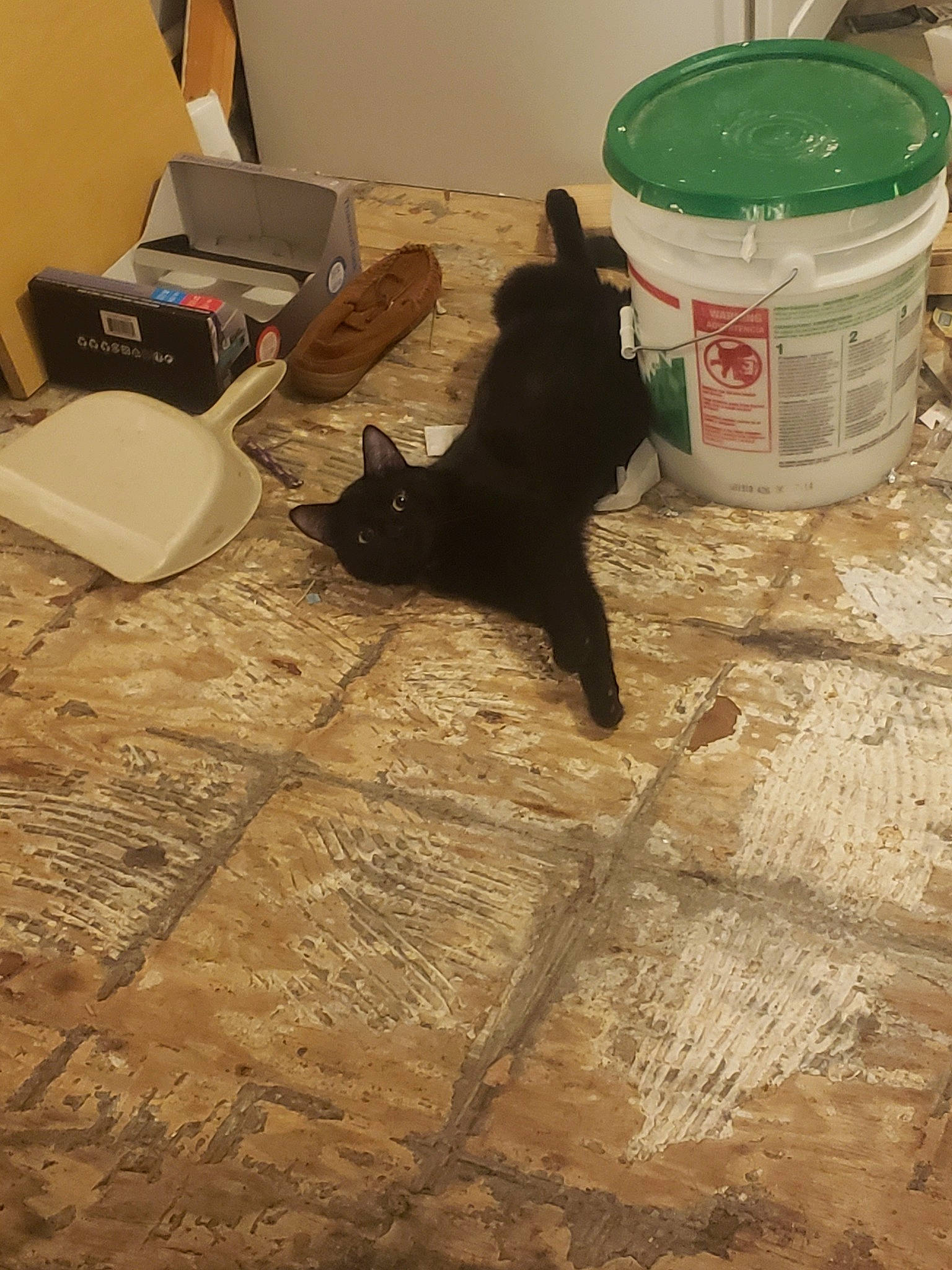 Slate joined the competition — help win amazing prizes! black_cat, canidae, carnivore, cat, dog_breed, fawn, felidae, floor, flooring, hardwood, non_sporting_group, schipperke, small_to_medium_sized_cats, tail, tile