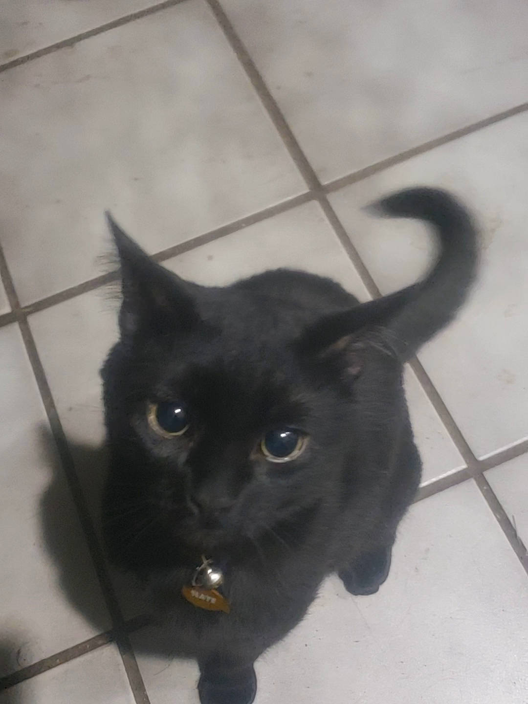 Slate is registered to the contest to win money with this photo: asian, black_cat, bombay, burmese, carnivore, cat, domestic_short_haired_cat, felidae, fur, mammal, persian, small_to_medium_sized_cats, snout, tail, whiskers