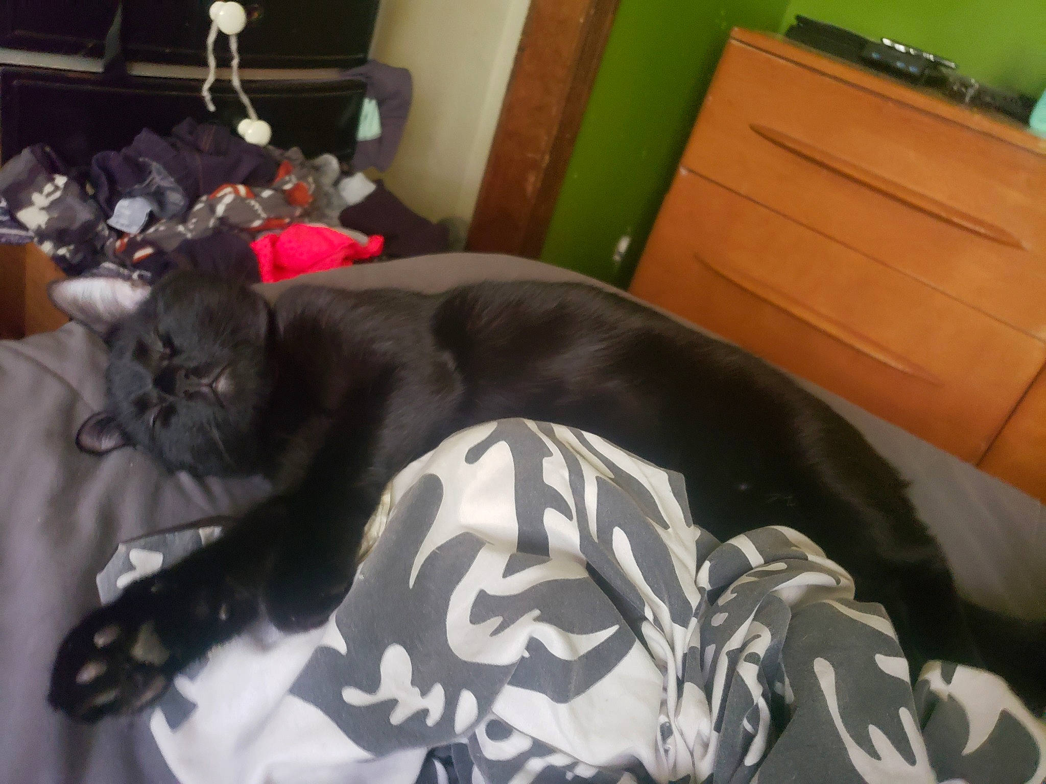 Slate is registered to the contest to win money with this photo: american_shorthair, black_cat, carnivore, cat, felidae, nap, russian_blue, small_to_medium_sized_cats, tail, whiskers