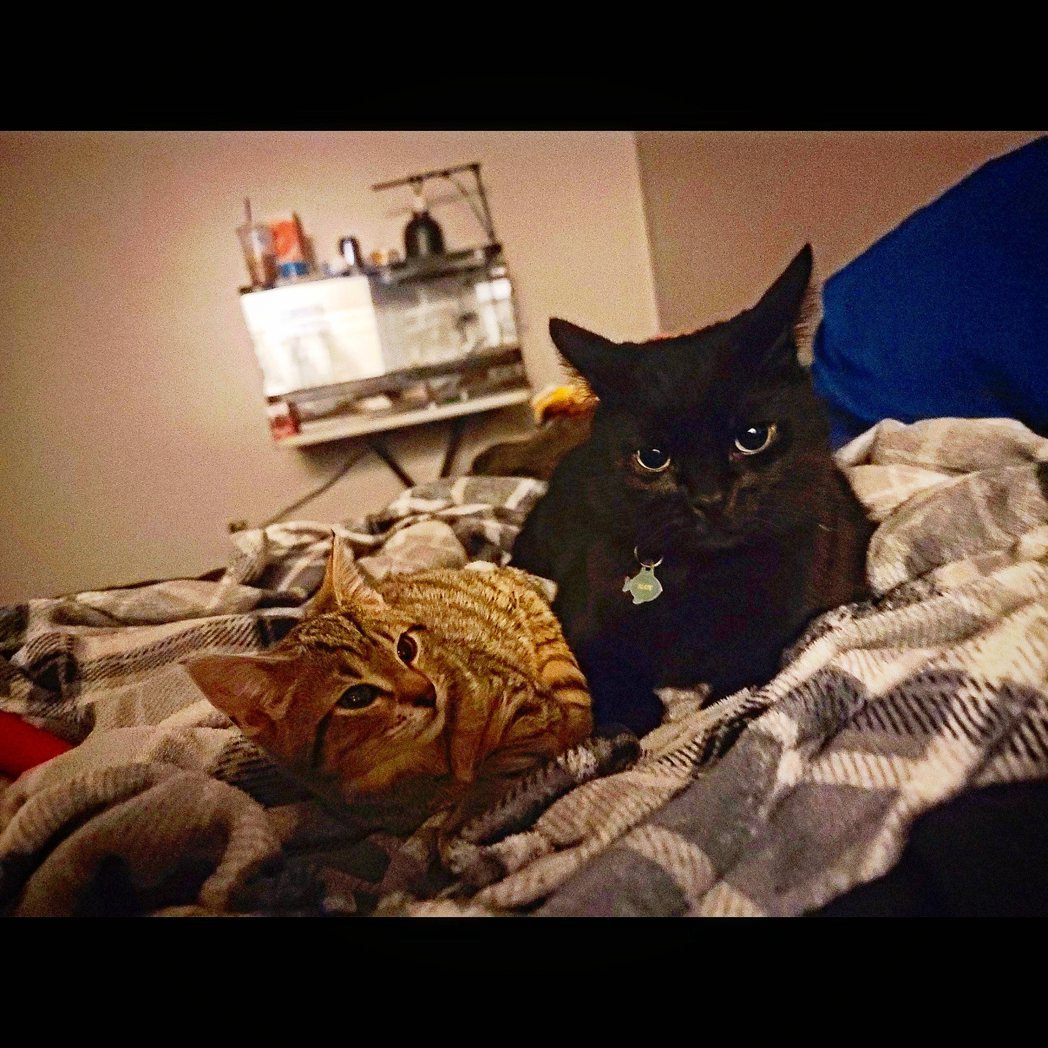 Slate joined the competition — help win amazing prizes! bed, bedding, black_cat, carnivore, cat, cloud, comfort, domestic_short_haired_cat, felidae, fur, grey, linens, mammal, room, sky, small_to_medium_sized_cats, snout, square, whiskers, wood