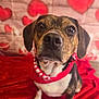 Chester is registered to the contest to win money with this photo: dog, pet, close_up, portrait, bandana, red_blanket, heart_backdrop, brown_fur, black_fur, white_chest, eyes, nose, muzzle, whiskers, sitting, indoor, soft_texture, adorable, cute, attention_seeking