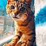 Potato joined the competition — help win amazing prizes! cat, tabby_cat, pet, feline, whiskers, window, windowsill, close_up, portrait, orange_tabby, green_eyes, paws, fur, sunlight, indoor, curious, sitting, looking_at_camera, cozy, grainy_texture