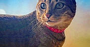 Potato is registered to the contest to win money with this photo: bokeh, cat, closeup, collar, curious, domestic_cat, ears, feline, fur, green_eyes, indoor, looking_away, pet, portrait, red_collar, shallow_depth_of_field, stripes, tabby, whiskers, window