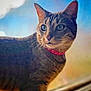 Potato is registered to the contest to win money with this photo: cat, tabby, feline, pet, red_collar, collar, whiskers, green_eyes, closeup, portrait, indoor, window, bokeh, shallow_depth_of_field, fur, ears, stripes, curious, looking_away, domestic_cat