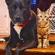 Potato joined the competition — help win amazing prizes! dog, cat, pet, black_dog, tabby_cat, collar, indoor, stair, wooden_floor, companions, friendship, portrait, animal_face, ears, whiskers, sitting, looking_at_camera, home_interior, laundry_basket, closeup