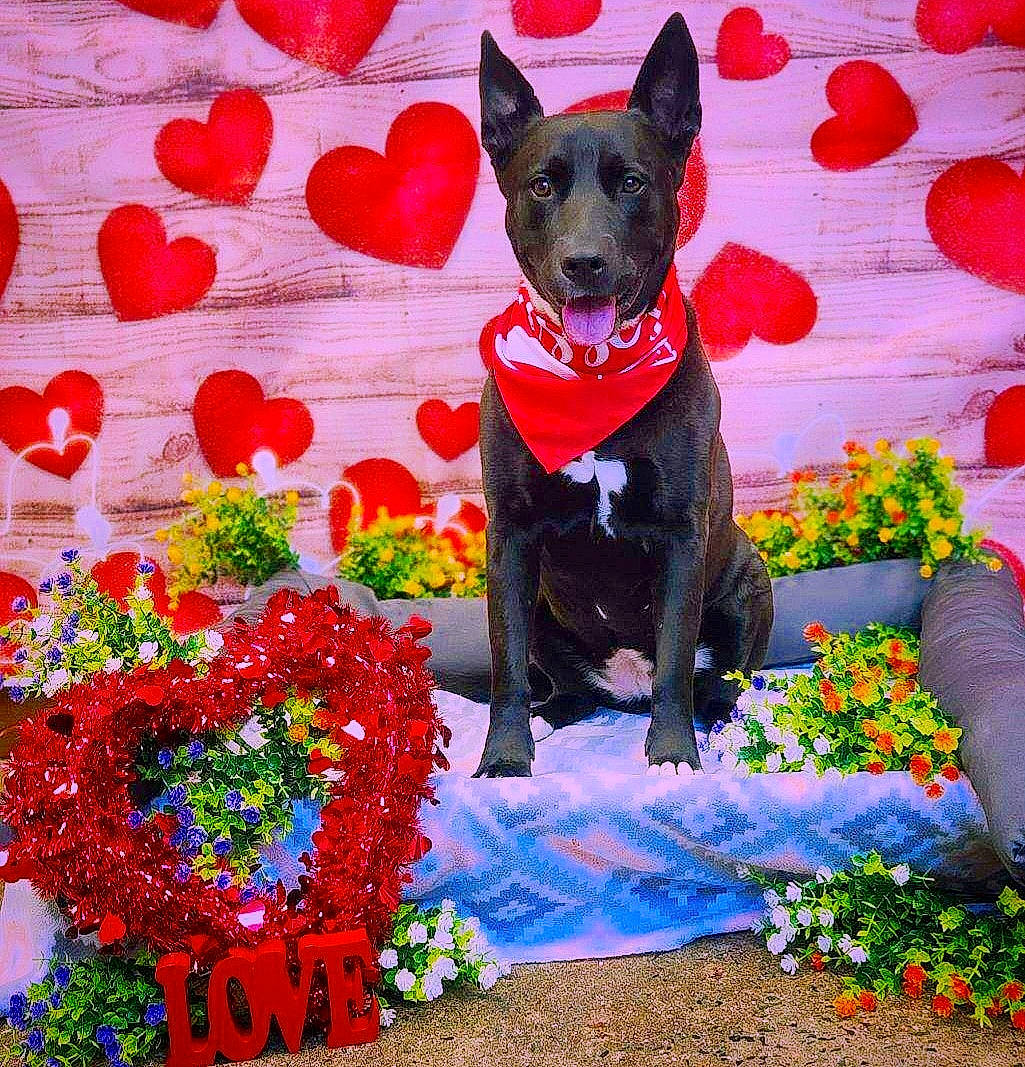 Sky joined the competition — help win amazing prizes! art, canidae, carnivore, companion_dog, creative_arts, dog, dog_breed, dog_supply, electric_blue, event, fawn, flower, grass, petal, plant, red, sporting_group, toy_dog, vertebrate, working_animal