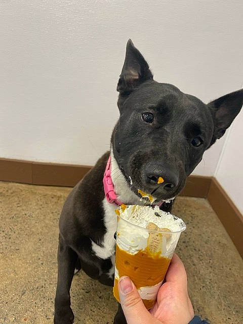 Sky is registered to the contest to win money with this photo: carnivore, collar, companion_dog, dog, dog_breed, dog_collar, dog_supply, drink, drinking, drinkware, fashion_accessory, food, gesture, ingredient, non_sporting_group, serveware, snout, tableware, working_animal, working_dog