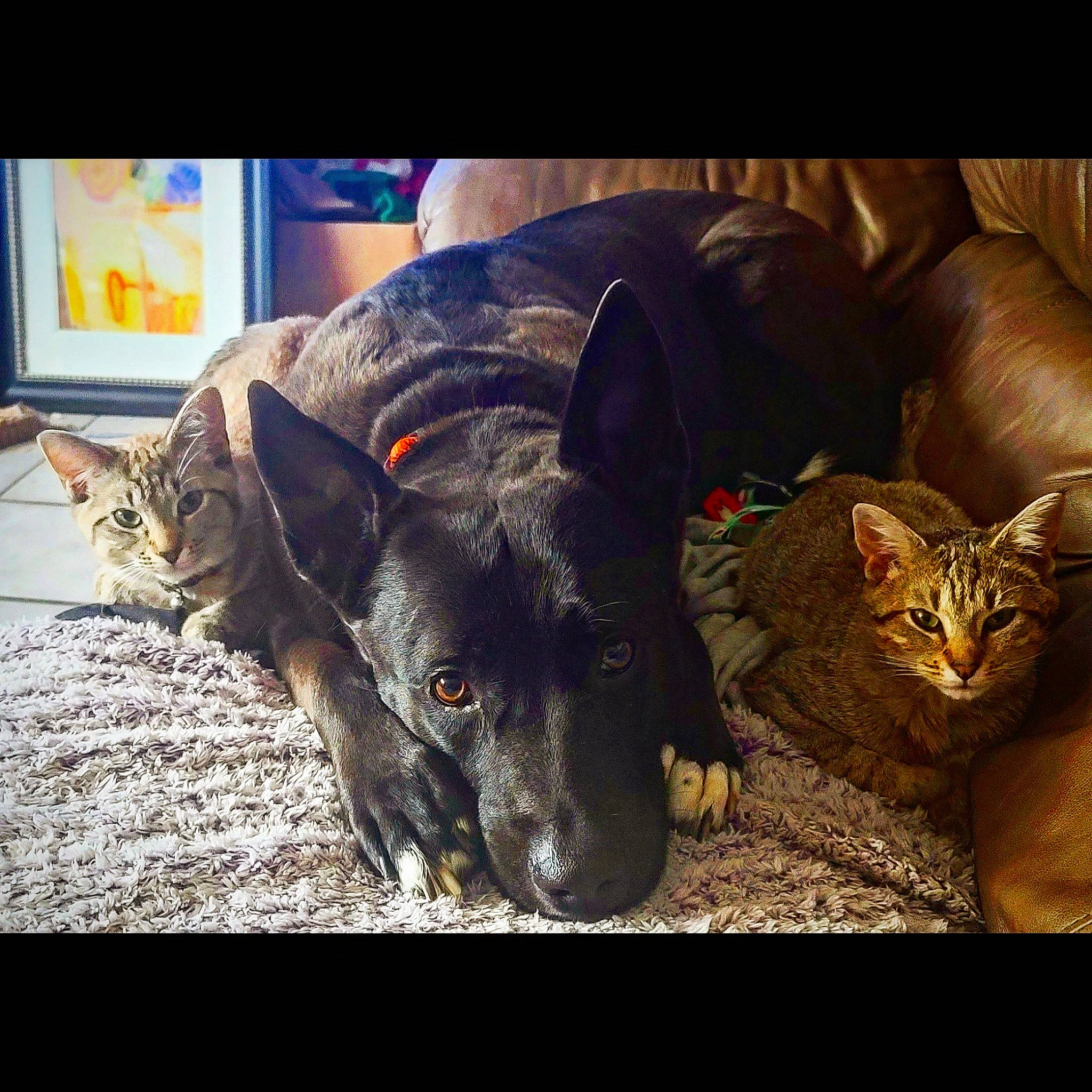 Sky joined the competition — help win amazing prizes! canidae, carnivore, cat, comfort, companion_dog, dog, dog_breed, dog_collar, ear, felidae, fur, herding_dog, metal, paw, sporting_group, square, tints_and_shades, whiskers, working_animal