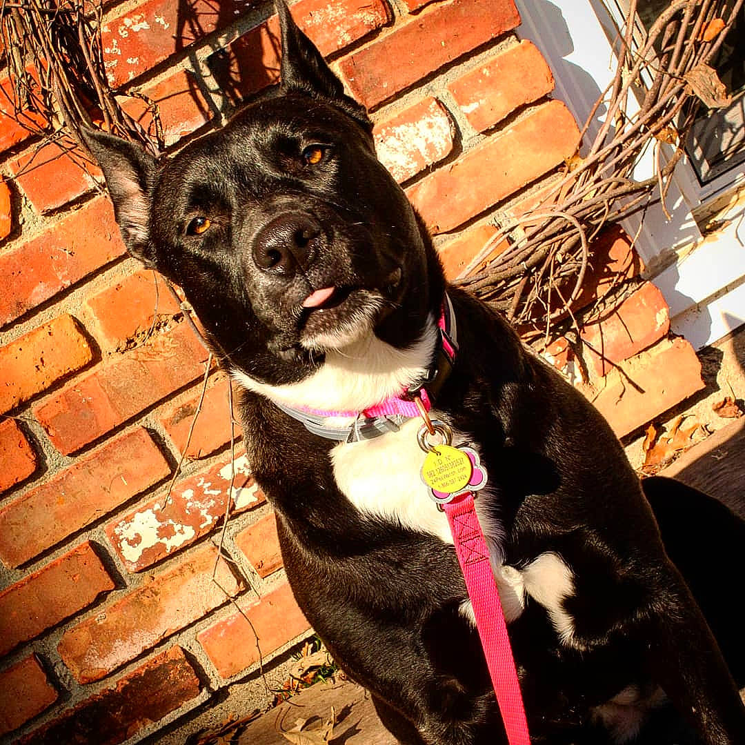 Sky is registered to the contest to win money with this photo: adventure, american_staffordshire_terrier, borador, canidae, carnivore, collar, dog, dog_breed, dog_collar, feist, leash, non_sporting_group, snout, sporting_group, whiskers