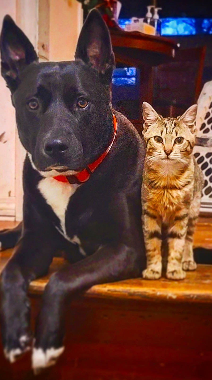 Sky joined the competition — help win amazing prizes! carnivore, cat, companion_dog, dog, dog_breed, dog_collar, domestic_short_haired_cat, fawn, felidae, fur, guard_dog, paw, small_to_medium_sized_cats, snout, tail, whiskers, wood, working_animal, working_dog