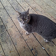 Madea joined the competition — help win amazing prizes! cat, gray_cat, feline, pet, animal, whiskers, green_eyes, pointed_ears, short_hair, sitting, outdoor, wooden_deck, wood, weathered, rustic, portrait, closeup, staring, paws, shoes