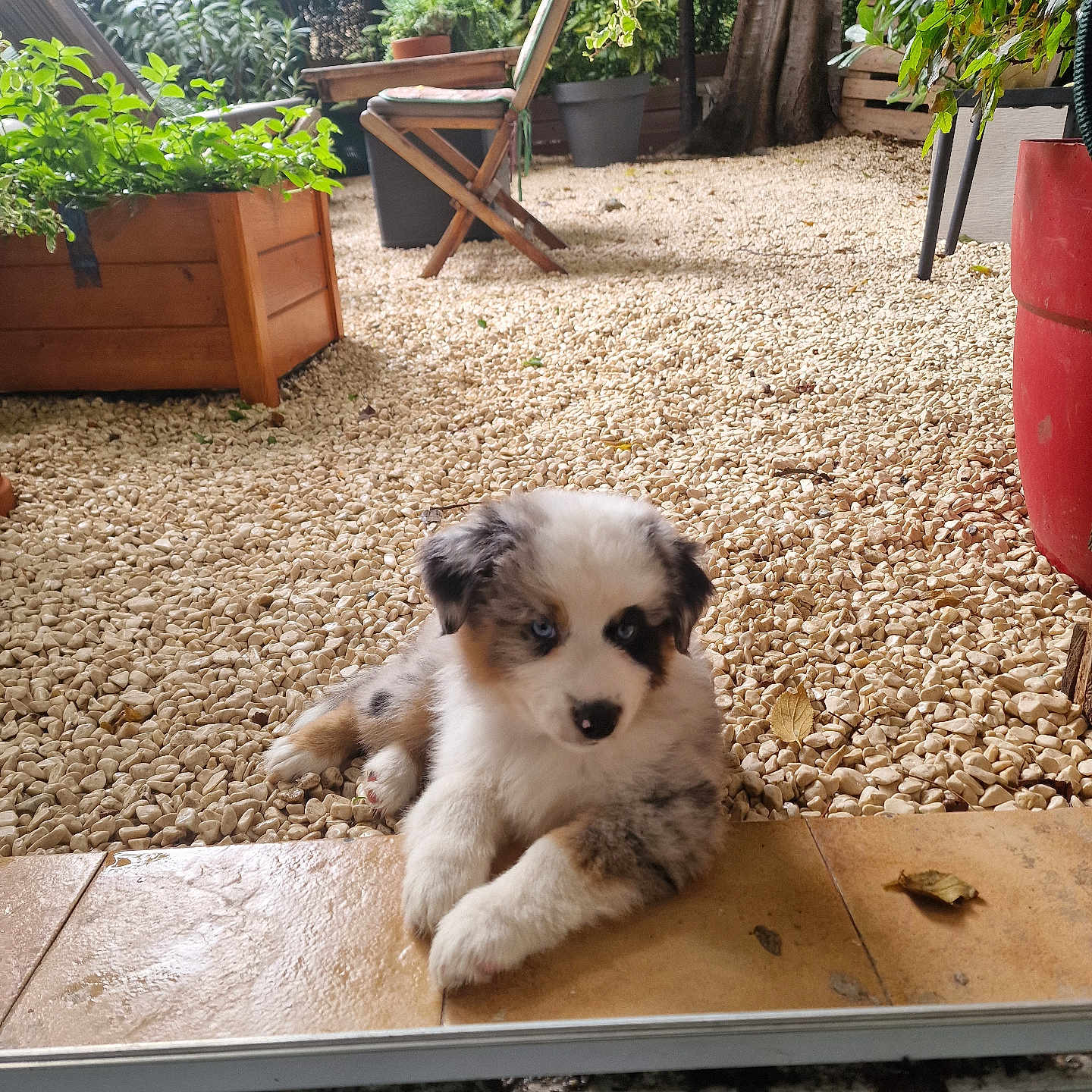 Blue a rejoint le concours — aidez-le/la à gagner de superbes lots ! animal, canine, chair, dog, furniture, jar, leaf, path, pet, plant, planter, pottedplant, pottery, puppy, soil, summer, tree, vase, walkway, wood