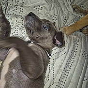 Sid is registered to the contest to win money with this photo: puppy, dog, pet, quilt, blanket, playful, ear, paw, fur, collar, indoor, resting, cute, animal, young, lying_down, bed, domestic_animal, companionship, curious