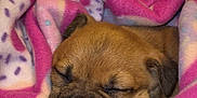 Lady Sadie is registered to the contest to win money with this photo: animal, blanket, boxer, bulldog, canine, couch, dog, frenchbulldog, furniture, hound, laundry, person, pet, pitbull, pug, puppy, purple, quilt, sleeping, towel