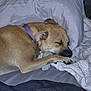 Lady Sadie joined the competition — help win amazing prizes! animal, bed, blanket, brown_dog, canine, closeup, collar, comfort, cozy, dog, fur, home, indoor, pet, pillow, quiet, relaxed, resting, sleeping, snuggling