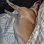 Lady Sadie is registered to the contest to win money with this photo: animal, bedding, blanket, brown_coat, canine, collar, comfort, dog, domestic, fur, home, indoor, nap, pattern, paws, pet, quilt, relaxed, resting, sleeping