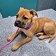 Lady Sadie is registered to the contest to win money with this photo: animal, brown, collar, countertop, cute, dog, door, ears, expression, floor, indoor, laying, leash, nose, paw, pet, puppy, tail, wall, young