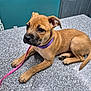 animal, brown, collar, countertop, cute, dog, door, ears, expression, floor, indoor, laying, leash, nose, paw, pet, puppy, tail, wall, young