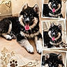 Loki participe au concours pour gagner de l'argent avec cette photo : puppy, dog, black_and_white, blue_eyes, tongue_out, cute, fluffy, portrait, indoor, floor, paw_print, heart, dried_flowers, collage, scrapbook_style, animal, pet, adorable, photography, home
