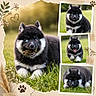 Loki participe au concours pour gagner de l'argent avec cette photo : puppy, dog, grass, outdoor, black_and_white, heterochromia, cute, playful, collage, scrapbook, flower, paw_print, heart_doodle, nature, animal, pet, fluffy, smiling, running, lying_down
