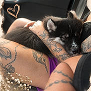 Loki participe au concours pour gagner de l'argent avec cette photo : puppy, dog, tattoo, person, arm, lap, car_interior, flower, white_flower, black_puppy, sleeping, closeup, love_heart, hand, skin, purple_clothing, seat, relaxing, cute, cozy