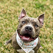 Zeke joined the competition — help win amazing prizes! dog, happy, smiling, bandana, outdoor, grass, pet, animal, brown, white, ears, face, tongue, cute, sitting, friendly, canine, playful, collar, closeup