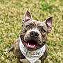 dog, happy, smiling, bandana, outdoor, grass, pet, animal, brown, white, ears, face, tongue, cute, sitting, friendly, canine, playful, collar, closeup