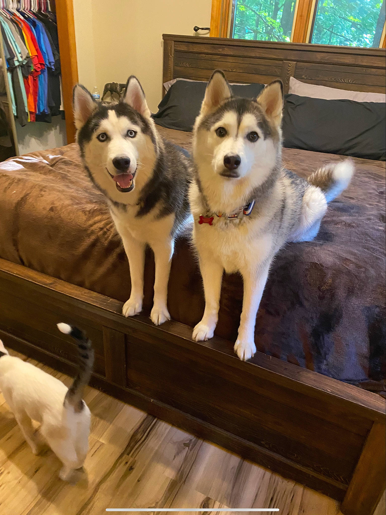 Kalani joined the competition — help win amazing prizes! canidae, carnivore, companion_dog, dog, dog_breed, dog_supply, fawn, floor, flooring, fur, hardwood, mammal, paw, recreation, siberian_husky, sled_dog, snout, sporting_group, wood, working_animal
