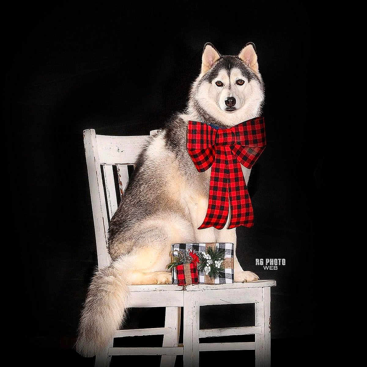 Kalani is registered to the contest to win money with this photo: art, bear, carmine, carnivore, christmas_decoration, darkness, doll, event, felidae, fictional_character, font, fur, picture_frame, small_to_medium_sized_cats, snout, stuffed_toy, tail, toy, whiskers, window