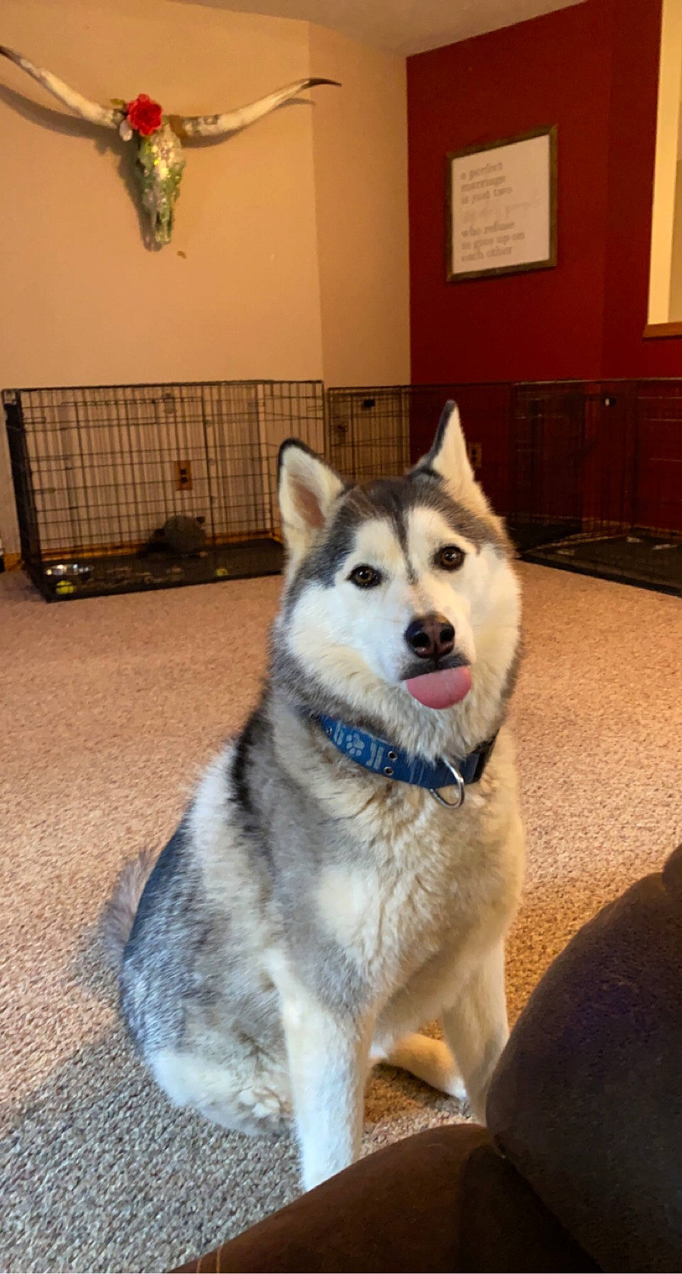 Kalani joined the competition — help win amazing prizes! canidae, canis, carnivore, collar, companion_dog, dog, dog_breed, floor, flooring, fur, light_fixture, mammal, non_sporting_group, pet_supply, sled_dog, snout, sporting_group, terrestrial_animal, working_animal, working_dog