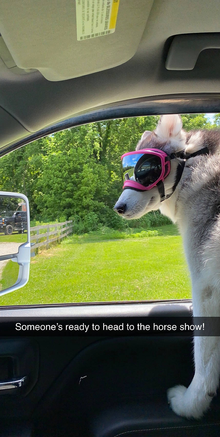 Kalani joined the competition — help win amazing prizes! automotive_exterior, automotive_mirror, car, carnivore, collar, companion_dog, dog, dog_breed, dog_collar, eyewear, family_car, fawn, grass, mammal, motor_vehicle, plant, rear_view_mirror, snout, vehicle_door, working_animal