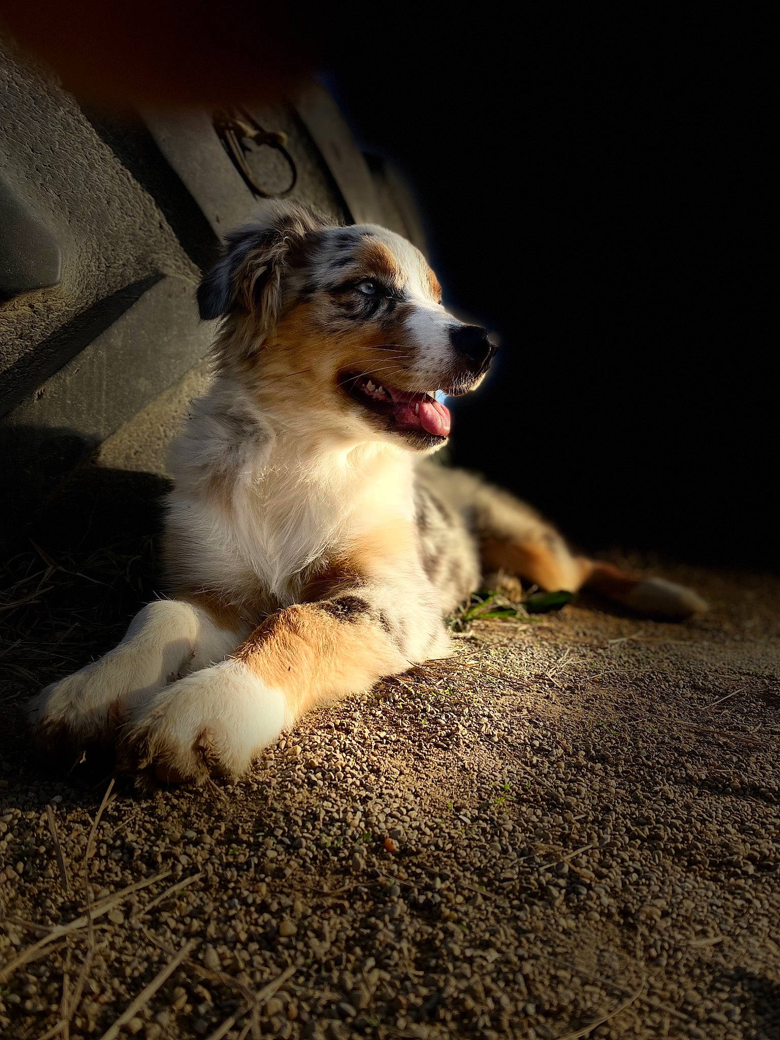 Monty is registered to the contest to win money with this photo: canidae, carnivore, companion_dog, darkness, dog, dog_breed, fawn, fur, grass, paw, snout, soil, sporting_group, tail, terrestrial_animal, whiskers, working_dog