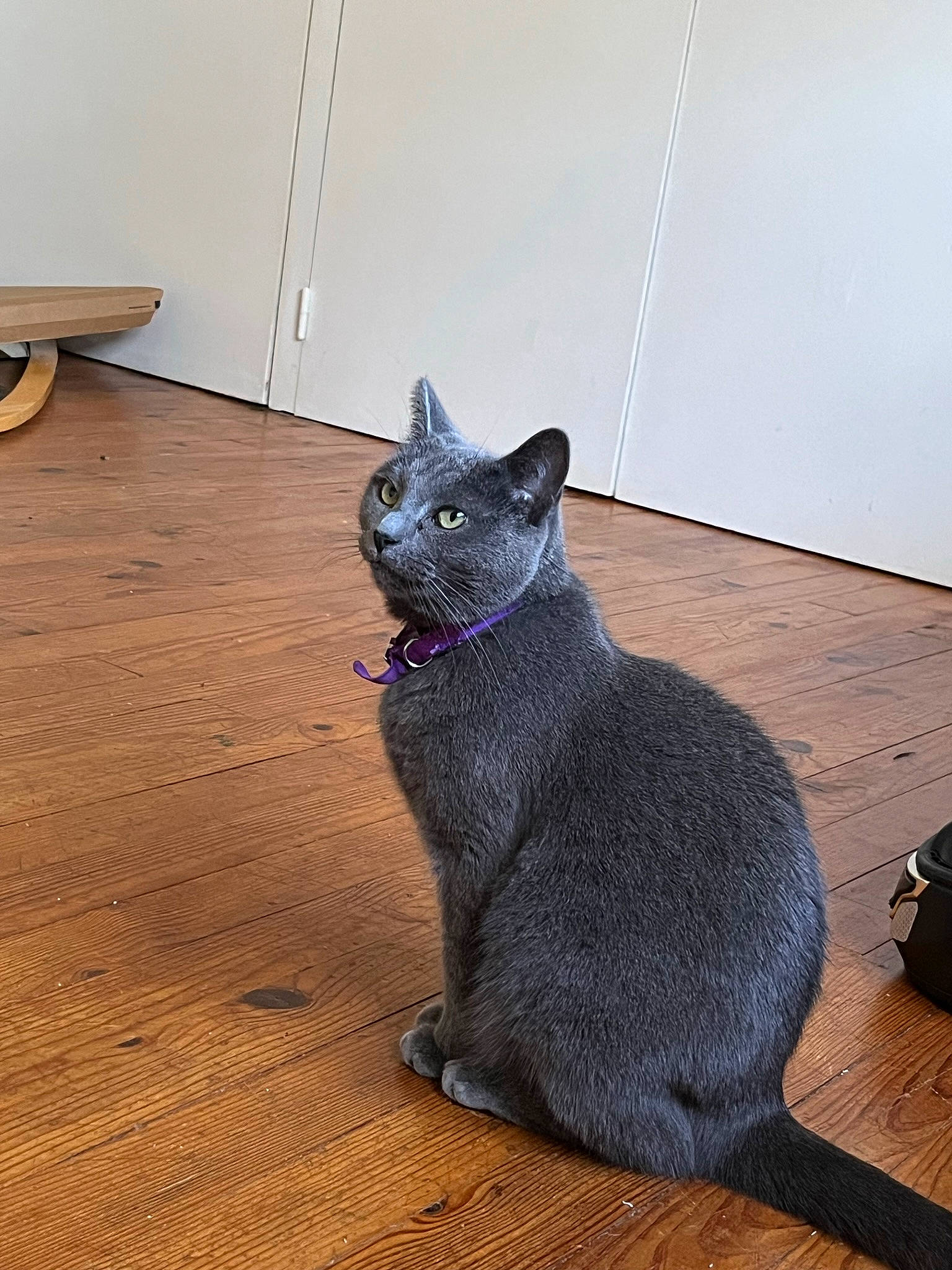 Chipie participe au concours pour gagner de l'argent avec cette photo : black_cat, carnivore, cat, comfort, domestic_short_haired_cat, felidae, floor, flooring, grey, hardwood, kitchen_utensil, russian_blue, serveware, small_to_medium_sized_cats, tableware, tail, terrestrial_animal, whiskers, window, wood
