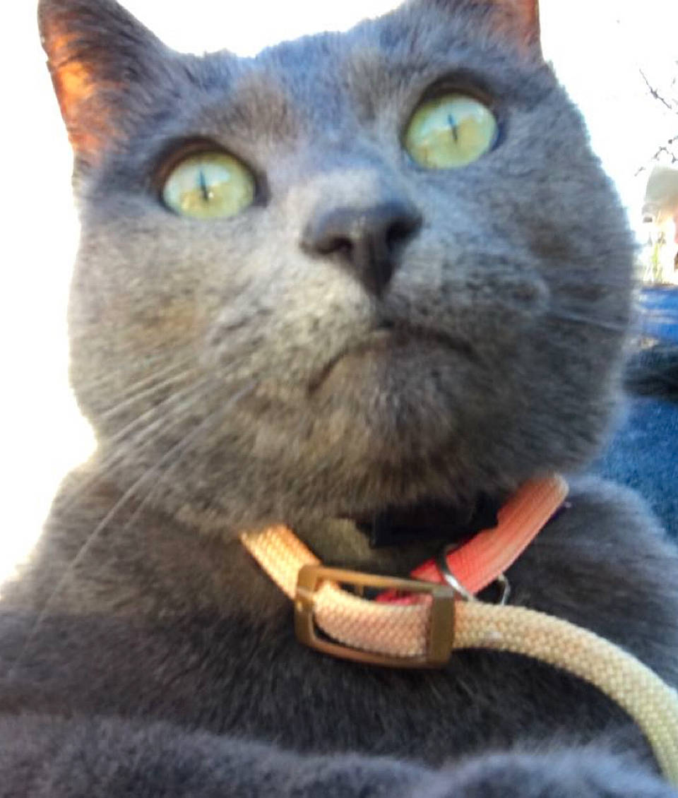 Chipie a rejoint le concours — aidez-le/la à gagner de superbes lots ! carnivore, cat, close_up, collar, domestic_short_haired_cat, ear, electric_blue, felidae, fur, russian_blue, sky, small_to_medium_sized_cats, snout, whiskers, window