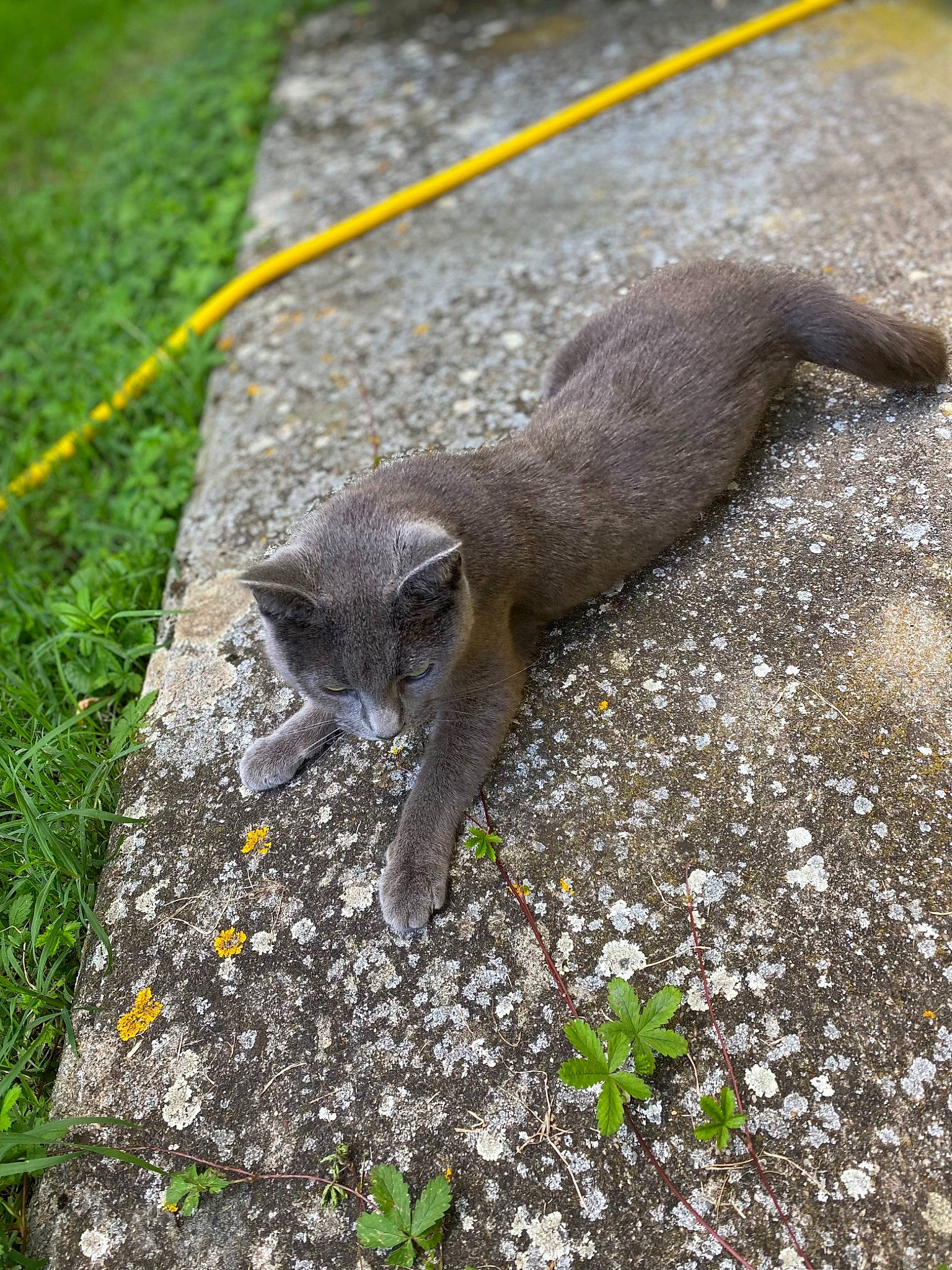 Chipie a rejoint le concours — aidez-le/la à gagner de superbes lots ! asphalt, claw, felidae, fox_squirrel, fur, grass, ground_squirrels, groundcover, organism, paw, plant, road_surface, rodent, small_to_medium_sized_cats, soil, squirrel, tail, terrestrial_animal, whiskers, wildlife