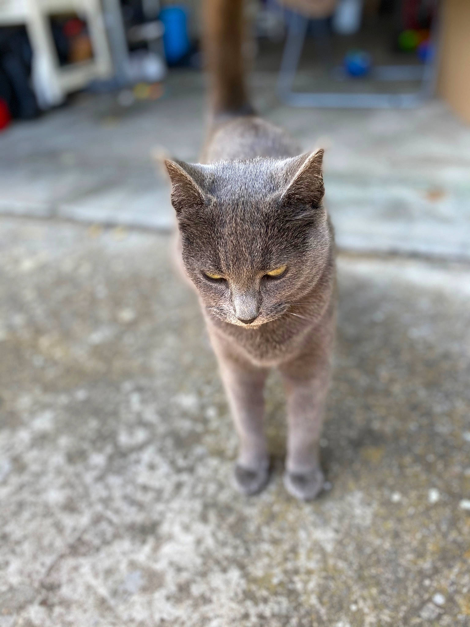 Chipie participe au concours pour gagner de l'argent avec cette photo : carnivore, cat, cobblestone, domestic_short_haired_cat, fawn, felidae, flooring, fur, grey, road, road_surface, sitting, small_to_medium_sized_cats, snout, street, tail, terrestrial_animal, whiskers, wildlife, wood