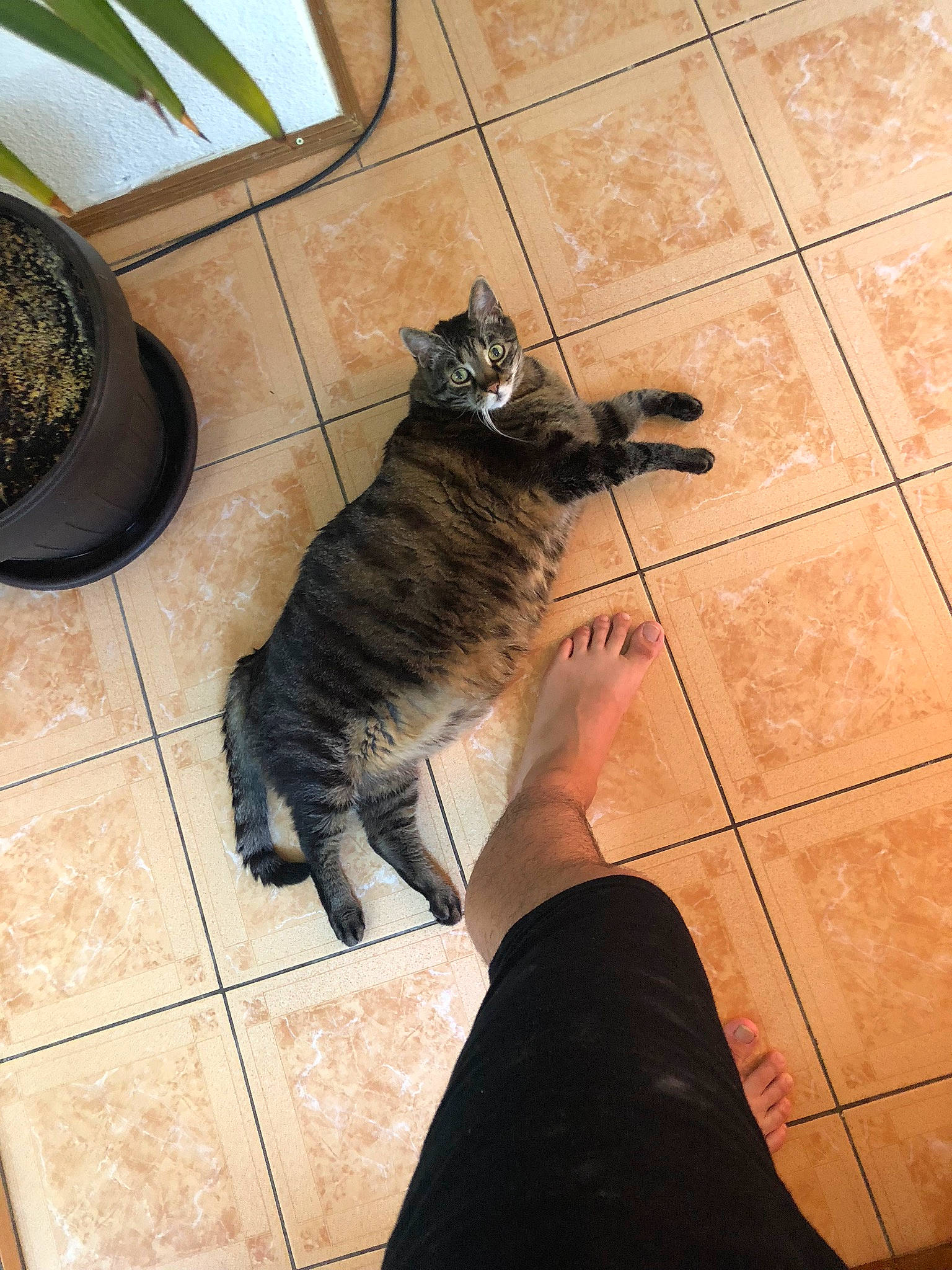 Pufanu is registered to the contest to win money with this photo: black, carnivore, cat, companion_dog, dog_breed, fawn, felidae, floor, flooring, hardwood, human_leg, leg, mammal, plant, shoe, small_to_medium_sized_cats, tail, thigh, whiskers, wood