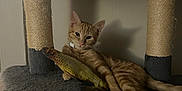 Stitch is registered to the contest to win money with this photo: cat, orange_tabby, cat_tree, toy_fish, indoor, pet, animal, feline, relaxed, claws, ears, whiskers, shadow, wall, paws, fur, collar, playful, resting, cute