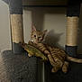 cat, orange_tabby, cat_tree, toy_fish, indoor, pet, animal, feline, relaxed, claws, ears, whiskers, shadow, wall, paws, fur, collar, playful, resting, cute