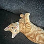 Stitch is registered to the contest to win money with this photo: cat, kitten, ginger_cat, pet, feline, collar, indoor, couch, fur, whiskers, paw, playful, resting, cute, animal, young, domestic, looking_up, texture, relaxed