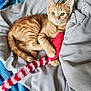 Stitch joined the competition — help win amazing prizes! kitten, cat, orange_tabby, toy_mouse, blanket, gray_blanket, blue_blanket, pet, animal, cute, feline, paw, fur, indoor, cozy, resting, curious, young_cat, small_animal, playful