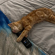 Stitch is registered to the contest to win money with this photo: cat, kitten, orange_tabby, sleeping, bed, blanket, remote_control, cozy, pet, fur, indoor, resting, cute, animal, domestic_cat, relaxed, paw, whiskers, sleep, comfort