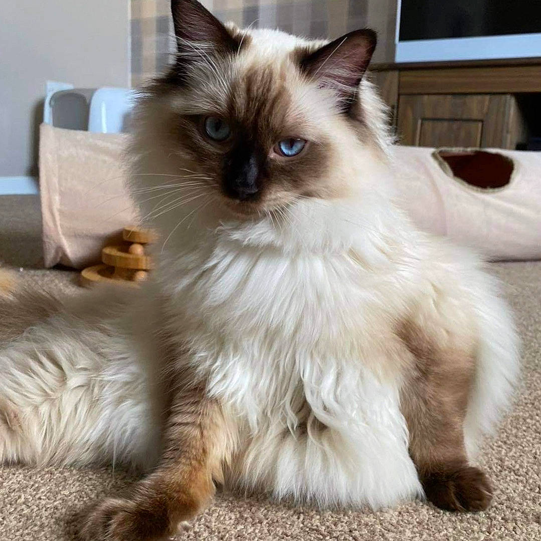Django is registered to the contest to win money with this photo: balinese, birman, carnivore, cat, chair, claw, fawn, felidae, fur, paw, ragdoll, siamese, small_to_medium_sized_cats, snout, tail, terrestrial_animal, thai, whiskers