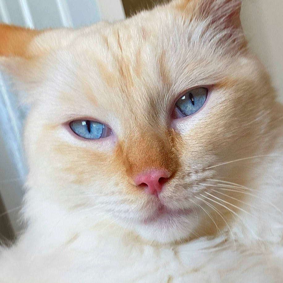 Phoenix joined the competition — help win amazing prizes! carnivore, cat, close_up, comfort, domestic_short_haired_cat, ear, eye, fawn, felidae, fur, head, iris, nose, paw, small_to_medium_sized_cats, snout, tail, whiskers, window