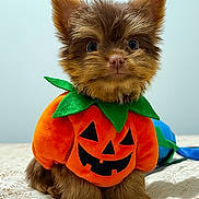 Coco is registered to the contest to win money with this photo: puppy, dog, costume, halloween, pumpkin, orange, cute, fluffy, pet, animal, indoor, bedspread, green, black, small, sitting, adorable, holiday, festive, portrait