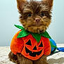 puppy, dog, costume, halloween, pumpkin, orange, cute, fluffy, pet, animal, indoor, bedspread, green, black, small, sitting, adorable, holiday, festive, portrait