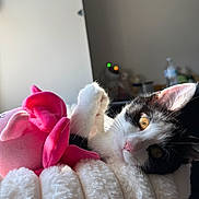Novara joined the competition — help win amazing prizes! animal, black_and_white, blanket, cat, cozy, cute, domestic, feline, fluffy, golden_eyes, indoor, pet, pink, playful, plush_toy, relaxed, resting, soft, sunlight, whiskers