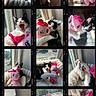 Novara is registered to the contest to win money with this photo: animal, black_and_white_cat, cat, collage, cozy, cuddling, cute, feline, film_strip, indoor, pet, pink_toy, playful, plush_toy, relaxing, resting, soft_texture, sunlight, window, yawning_cat