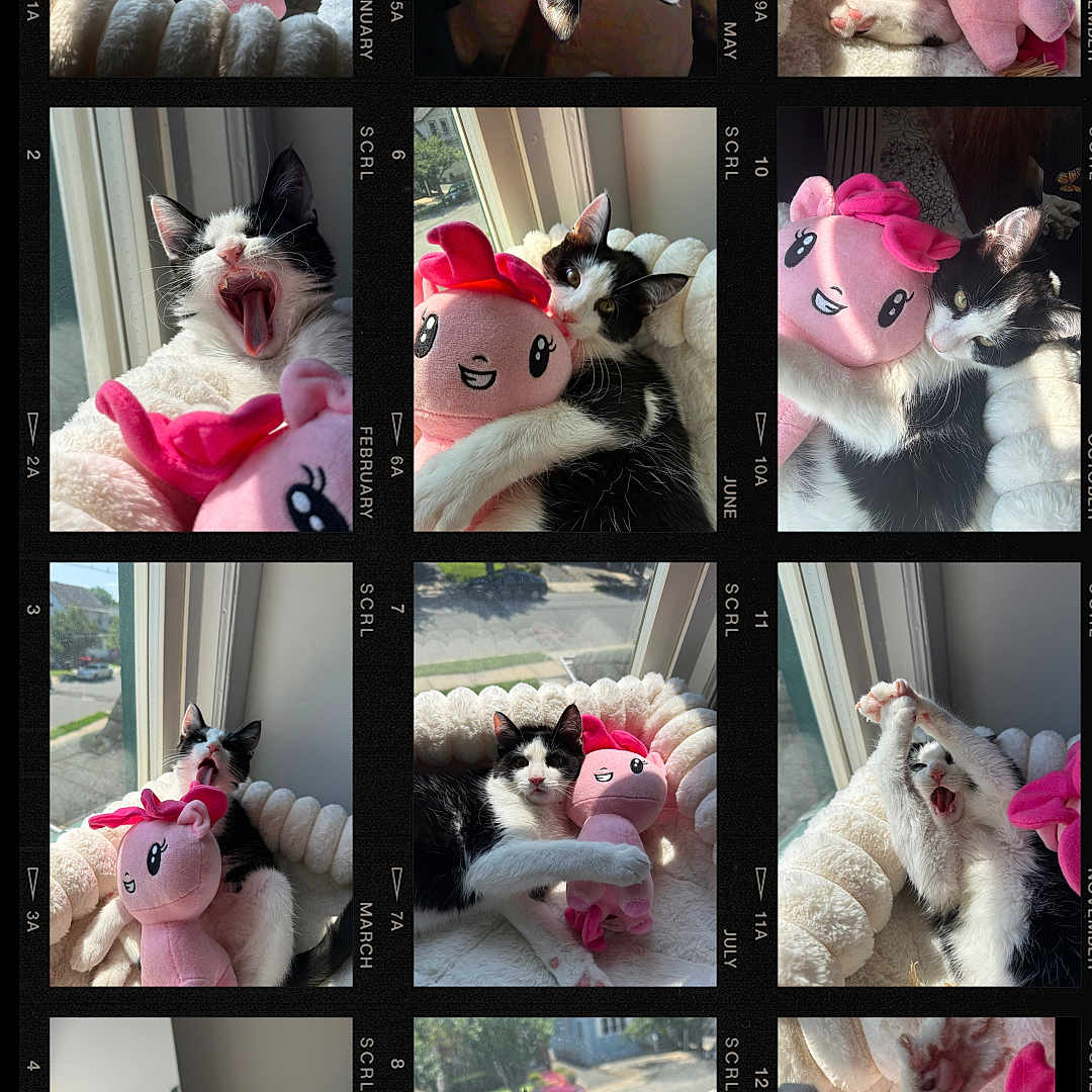 Novara is registered to the contest to win money with this photo: animal, black_and_white_cat, cat, collage, cozy, cuddling, cute, feline, film_strip, indoor, pet, pink_toy, playful, plush_toy, relaxing, resting, soft_texture, sunlight, window, yawning_cat