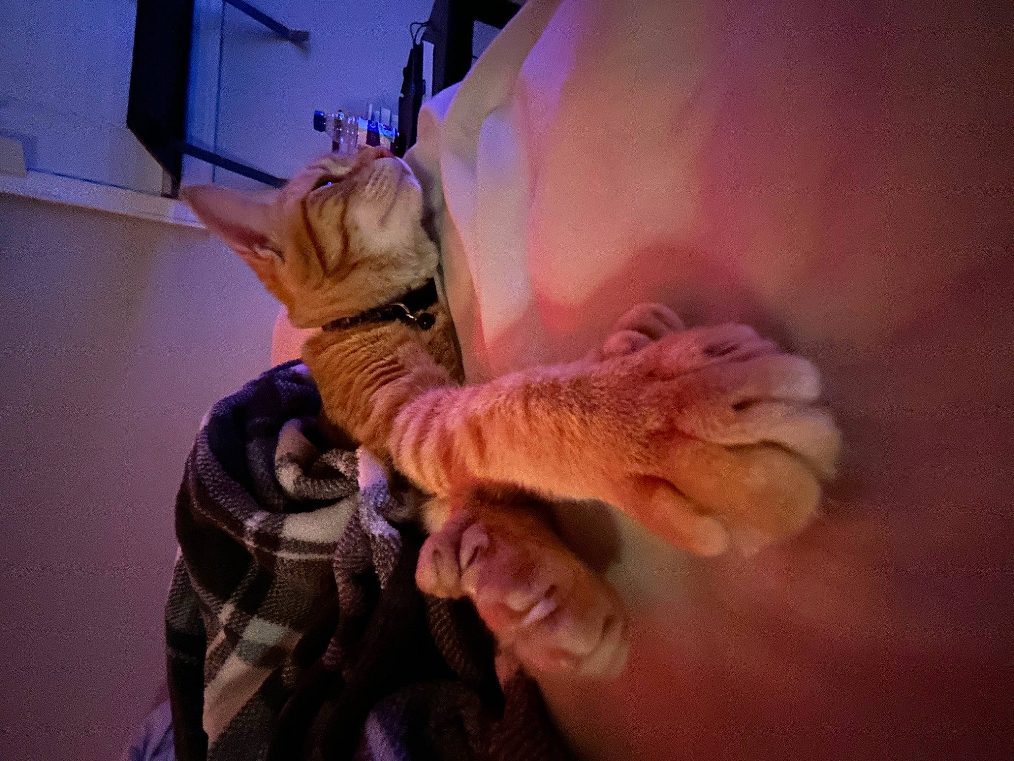 Solis is registered to the contest to win money with this photo: bed, carnivore, cat, cloud, comfort, domestic_short_haired_cat, ear, event, felidae, finger, fun, fur, gesture, hand, jaw, nail, purple, sky, small_to_medium_sized_cats, whiskers